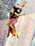 Goldhaar-Langbauchschwebfliege(Xylota sylvarum(L. 1758))