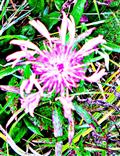 Blüte einer Berg-Flockenblume(Cyanus montanus(L. )Hill.)