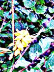 Blüten eines Gemeinen Goldregens(Laburnum anagyroides(Medik.))