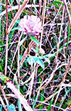 Rot- bzw. Wiesenklee(Trifolium pratense(L.))