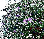 Blühender Bereich eines Rododendronbusches(Rhododendron ponticum(L.))