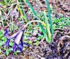 Kleine Zwerg-Schwertlilie(Iris histrioides(G.F. Wilson)S. Arn.)