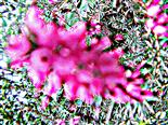 Blüten einer Besenheide(Calluna vulgaris(L.))