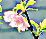 Blüte einer Ziermandel(Prunus triloba)