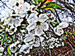 Blüten einer Vogelkirsche(Prunus avium(L.))