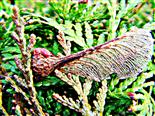 Flugsamen des Silberahorns(Acer saccharinum(L.))