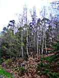 Gehölz von jungen Hänge-Birken(Betula pendula(L.)) im Hirschbergwald