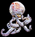 Ausgestopfter Gewöhnlicher Krake(Octopus vulgaris(Cuvier 1797))