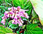 Blüten einer Herzblättrigen Bergenie(Bergenia cordifolia(Moench) Sorte purpurea)