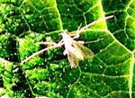Zuckmücke(Chironominae Tribus Tanytarsini)