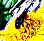 Gehörnte Mauerbiene(Osmia cornuta(Latreille 1805)) beim Blütenbesuch