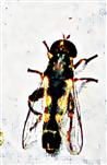 Gemeine Keulenschwebfliege(Syritta pipiens(L. 1758)) auf einer Tischplatte ruhend