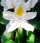 Blüte eines weißblühenden Rhododendrons(