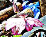 Blüte einer Waldrebe(Clematis Hybrid(Mischling))(Züchtung)