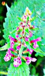 Blüten eines Wald-Ziests(Stachys sylvatica(L. 1758))