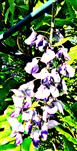 Blütenstand eines Japanischen Blauregens(Wisteria floribunda(WILLD.)DC.)