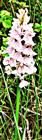 Geflecktes Knabenkraut(Dactylorhiza maculata(L.) Soó)