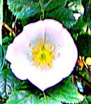 Heckenrose(Rosa corymbifera(Borkh.))