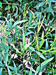 Gras-Platterbse(Lathyrus nissolia(L.))