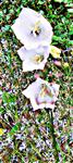 Pfirsichblättrige Glockenblume(Campanula persicifolia(L.))(weißblühend)