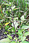 Schwarzer Nachtschatten(Solanum nigrum(L.))