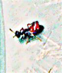 Gemeine Blutbiene(Sphecodes ephippius(L. 1767))