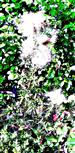 Gewöhnliche Kratzdistel(Cirsium vulgare(Savi.)Ten.) beim Aussamen