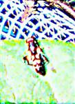 Gemeine Keulenschwebfliege(Syritta pipiens(L. 1758)) ruhend