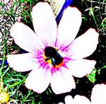 Weibliche Steinhummel(Bombus lapidarius(L. )) beim Blütenbesuch