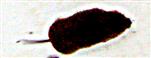 Rötelmaus(Myodes glareolus(Schreber 1780))