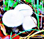 Junger Flaschenstubling(Lycoperdon perlatum(Pers.))
