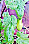 Grüne San-Marzano-Tomate(Pomodoro San Marzano dell’Agro Sarnese Nocerino DOP)(Solanum lycopersicum(L.))