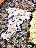 Mycel unter (abgedeckten Blttern) Laub von saprophytischen Pilzen