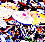 Weiterer Gemeiner Riesenschirmling(Macrolepiota procera(Scop. Fr.)Singer) am Waldrand des Hirschberges
