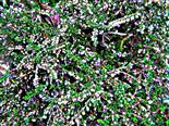 Knospende Besenheide(Calluna vulgaris(L. )Hull)