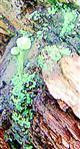 Trompetenflechte(Cladonia fimbriata(L.)Fr.)