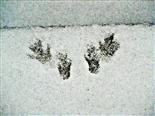 Spuren im Schnee (eines Eichhörnchens(Sciurus vulgaris(L. 1758))