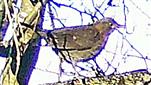 Weibliche Amsel(Turdus merula(L. 1758))