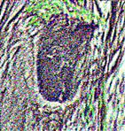 Asthöhle in einer Korbweide(Salix viminalis(L.))