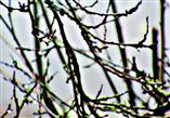Regentropfen auch an Zweigen einer Kulturpflaume(Prunus domestica(L.))