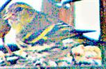 Männlicher Erlenzeisig(Spinus spinus(L. 1758)) im Vogelfutterhaus Februar 2024