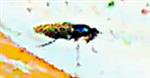 Grünglänzende Waffenfliege(Microchrysa polita(L. 1758))(weiblich)