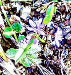 Zweiblttriger Blaustern(Scilla bifolia(L.))
