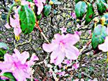 Blten des Pontischen Rhododendrons(Rhododendron ponticum(L.))