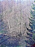 Abgestorbene Gemeine Fichte(Picea abies(L.)H. Karst.)