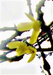 Blten einer Garten-Forsythie(Forsythia x intermedia(Zabel))
