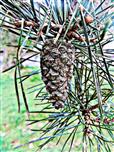 Kiefernzapfen einer Gewhnlichen Waldkiefer(Pinus sylvestris(L.))