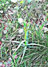 Filziges Hornkraut(Cerastium tomentosum(L.))