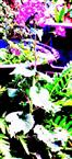 Einjhriges Silberblatt(Lunaria annua(L.))