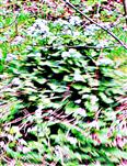 Ausdauerndes Silberblatt(Lunaria rediviva(L.))